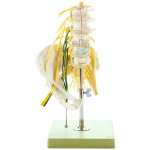 Lumbar Spine Model With Nerves Model